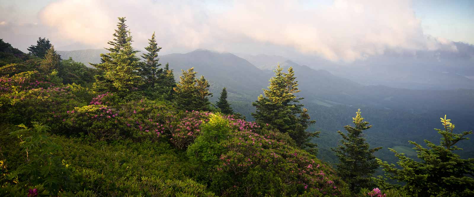 Blue Ridge mountains and trees